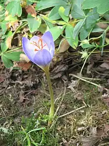 Crocus pulchellus