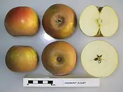 'Egremont Russet'