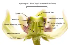 Cross section of a single antelope horns flower