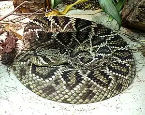 Eastern diamondback