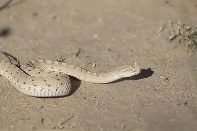 Crotalus cerastes in Puerto Peñasco, Mexico