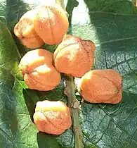 Fruit