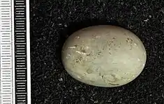 Egg, Collection Museum Wiesbaden