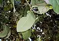 Cryptocarya foetida - leaves