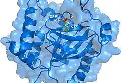 Protease-Inhibitor Complex.