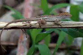 Grand Cayman juvenile