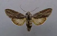 Cucullia lucifuga