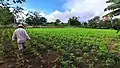 Isla Cañas crops