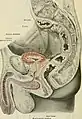 Lateral cross-section of male genitourinary system