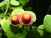 flowers and fruit