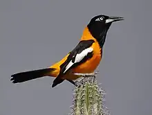 Turpial (Icterus icterus)