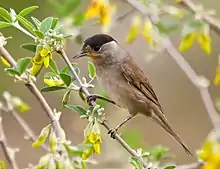 A male blackcap perched in a tree