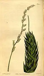 Astroloba spiralis, from an 1812 botanical drawing