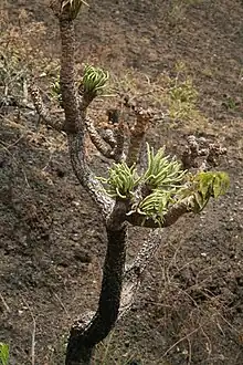 Cussonia arborea tree