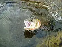 Cutbow from Gardner River