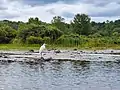 Egret in the Charles River at Cutler Park