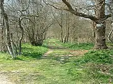 Cutler's Wood