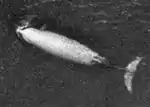 Cuvier's beaked whale