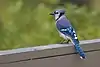 Blue jay