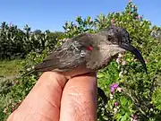 grey sunbird with pale throat and small red patch on shoulders held in hand