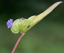 Cyanotis cristata in Hyderabad, India.