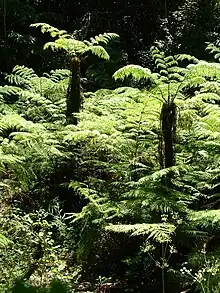 Tree ferns (Cyathea capensis) grow in wetter parts of the forest.