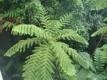 Helecho gigante(Cyathea arborea)