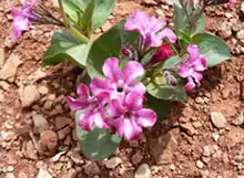 Cycladenia humilis var.jonesii