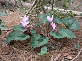 Cyclamen