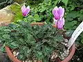 Cyclamen graecum, Osaka Prefectural Flower Garden