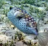 C. spilostylus from Taba (Egypt)