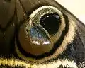 Detail of the eyespot