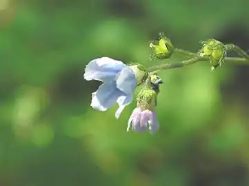 Flower detail