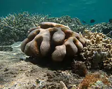 "Cyphastrea serailia" off Réunion