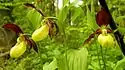 Cypripedium calceolus