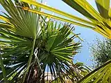 Damage on palm trees by Paysandisia archon larvae