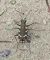 Cicindela hybrida