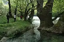 A group of hikers walking along a river among Platanus orientalis trees