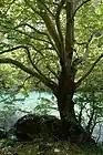 A Platanus orientalis tree in front of a small river