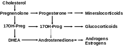 Production of DHEA from Cholesterol