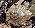 An unidentified (dried) marine serolid isopod seen on the shore in Punta Arenas, Chile. About 3-4cm in length.