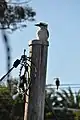 Laughing Kookaburra in an urban environment