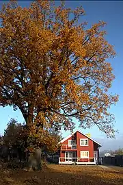 Historic oak at Cisie