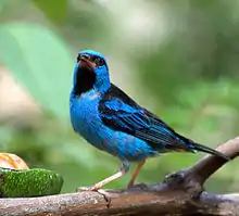 Blue dacnis