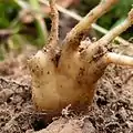 The tubers are split into several tubercles, hence the name Dactylorhiza