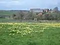 Typical wild daffodil field off the trail