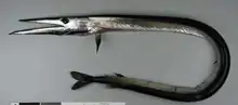 The daggertooth slashes other mesopelagic fish when it bites them with its dagger-like teeth.