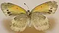 Underside of a summer form dainty sulphur