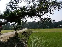 Fields in Dakshin Sreepur village