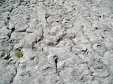 Slab ammonites